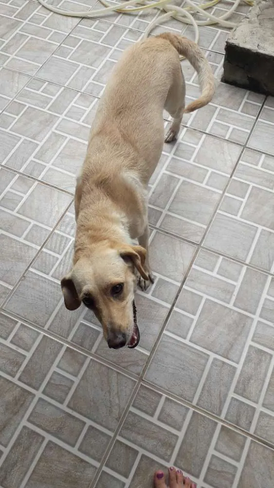 Cachorro ra a Vira lata idade 2 anos nome Mel
