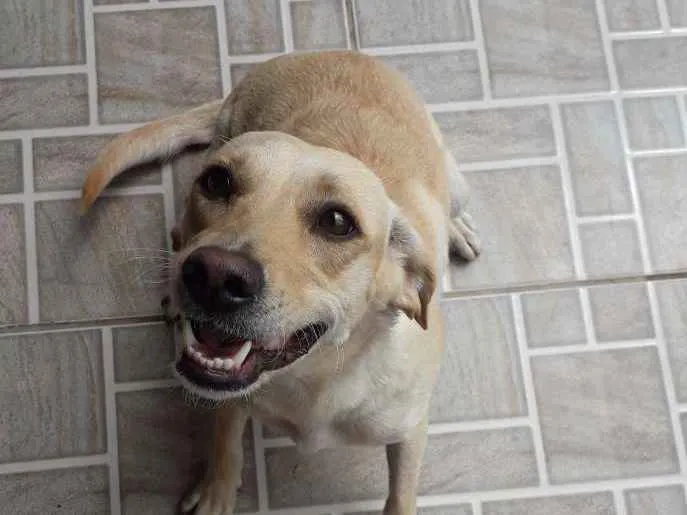 Cachorro ra a Vira lata idade 2 anos nome Mel