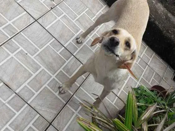Cachorro ra a Vira lata idade 2 anos nome Mel
