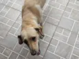Mel