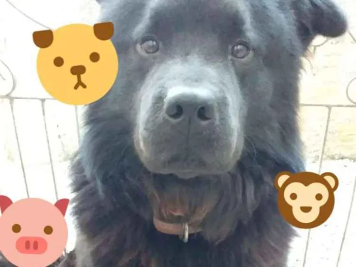 Cachorro ra a Chow chow  idade 5 anos nome Rocambole