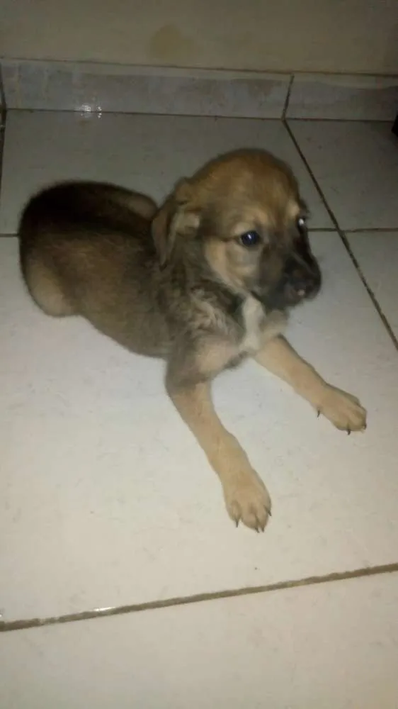 Cachorro raça Vira-lata idade 2 a 6 meses nome Clarinha