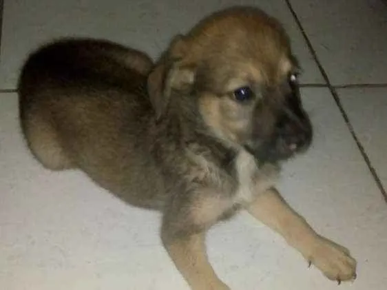 Cachorro raça Vira-lata idade 2 a 6 meses nome Clarinha