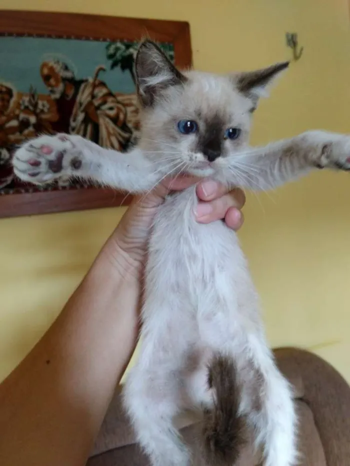 Gato ra a Siamês idade Abaixo de 2 meses nome Julia