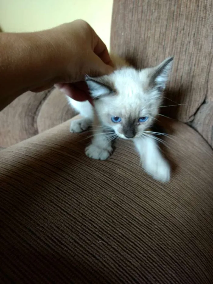 Gato ra a Siamês idade Abaixo de 2 meses nome Julia