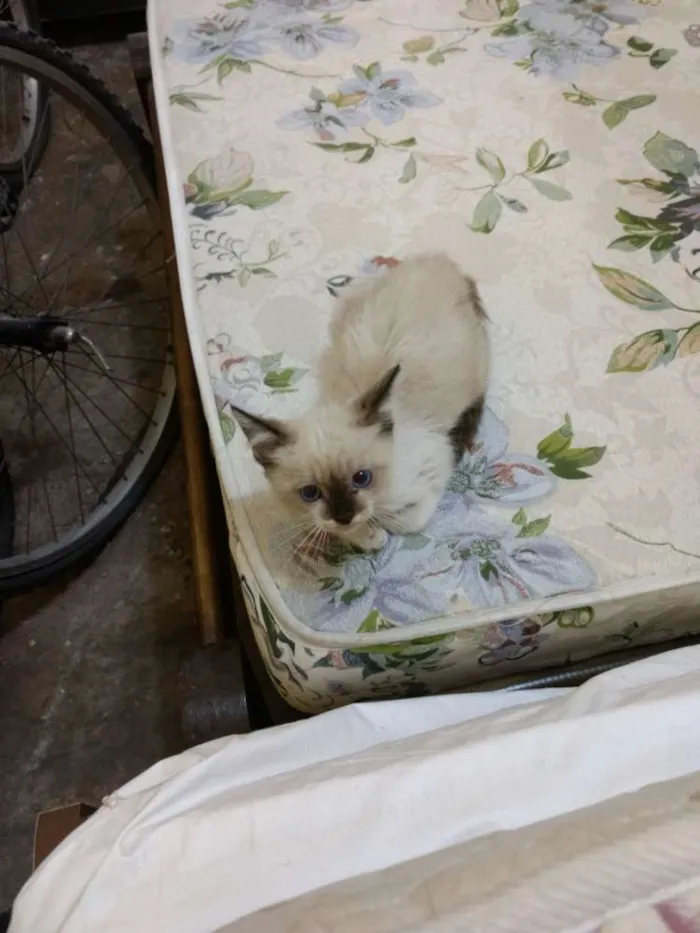 Gato ra a Siamês idade Abaixo de 2 meses nome Julia