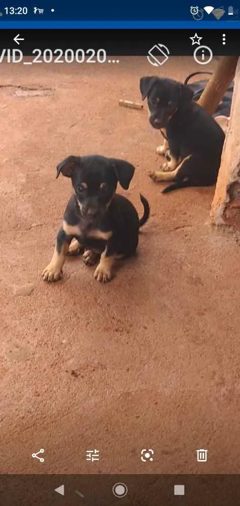 Cachorro ra a Pinsher com salsicha  idade 2 a 6 meses nome Ainda não tem nome