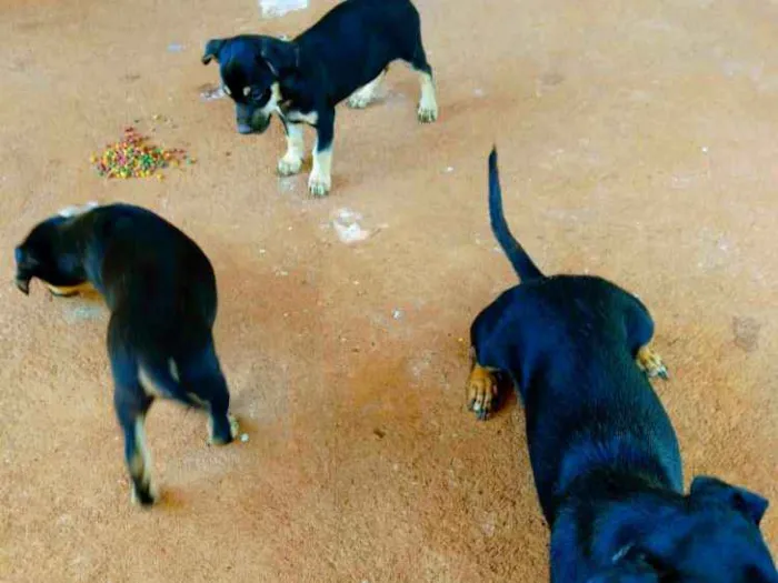 Cachorro ra a Pinsher com salsicha  idade 2 a 6 meses nome Ainda não tem nome