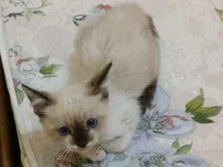 Gato ra a Siamês idade Abaixo de 2 meses nome Julia