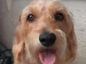 Cachorro raça srd idade 2 anos nome Thor.