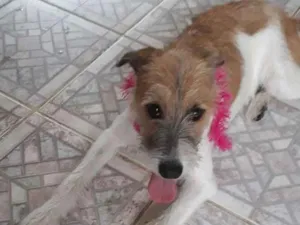 Cachorro raça SRD idade 2 a 6 meses nome Joana