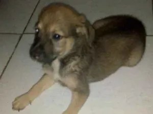 Cachorro raça Vira-lata idade 2 a 6 meses nome Clarinha