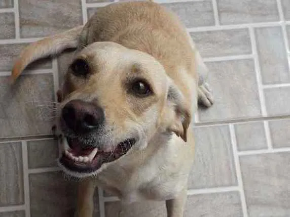 Cachorro ra a Vira lata idade 2 anos nome Mel