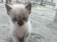 Gatinhos filhotes
