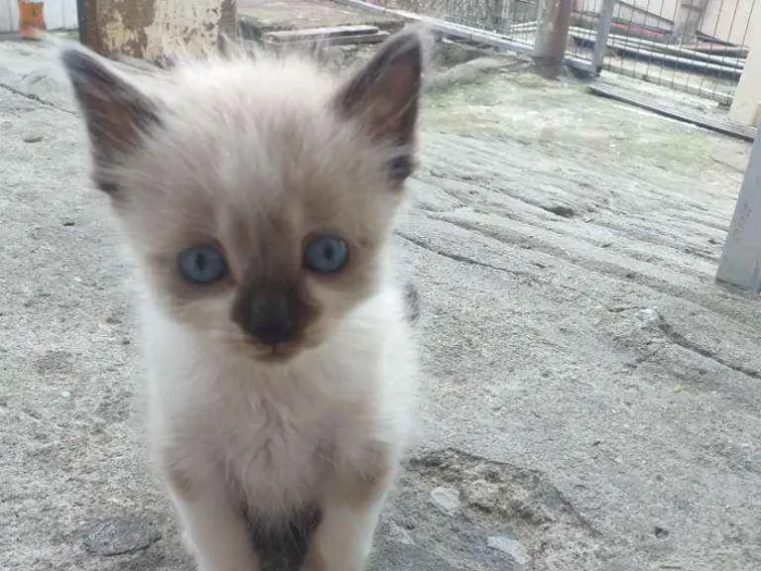 Gato ra a  idade Abaixo de 2 meses nome Gatinhos filhotes