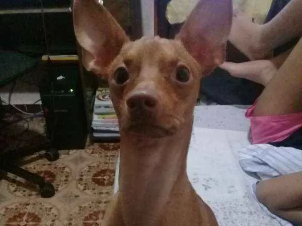Cachorro ra a Pinscher idade 1 ano nome Billy
