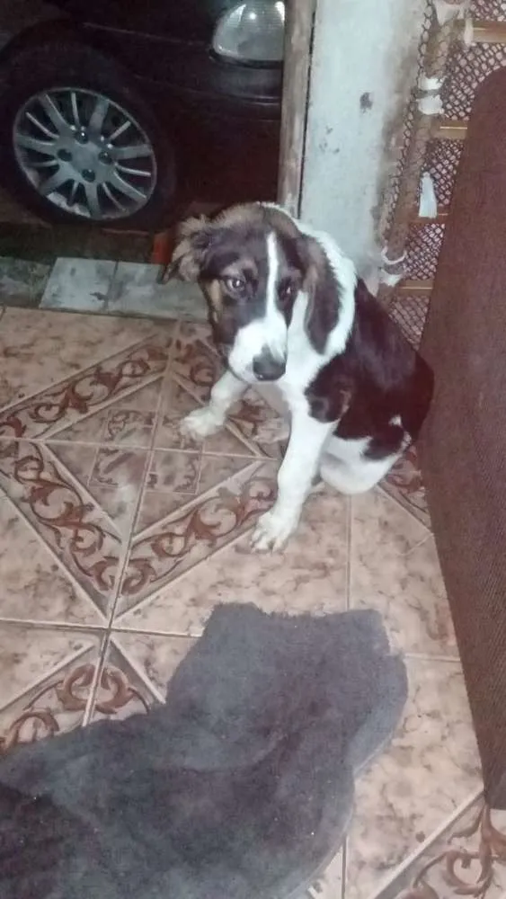 Cachorro ra a Não sei idade 2 a 6 meses nome Valentin valente