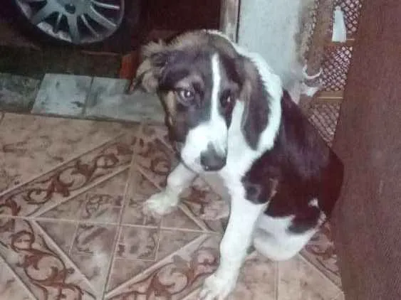 Cachorro ra a Não sei idade 2 a 6 meses nome Valentin valente