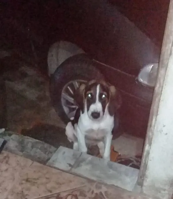 Cachorro ra a Não sei idade 2 a 6 meses nome Valentin valente