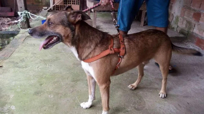 Cachorro ra a Misturado idade 3 anos nome Sven