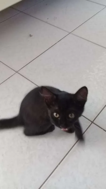 Gato raça N sei idade 2 a 6 meses nome N