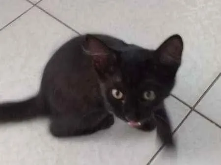 Gato raça N sei idade 2 a 6 meses nome N