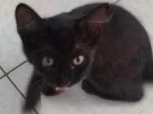 Gato raça N sei idade 2 a 6 meses nome N