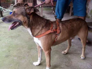 Cachorro raça Misturado idade 3 anos nome Sven