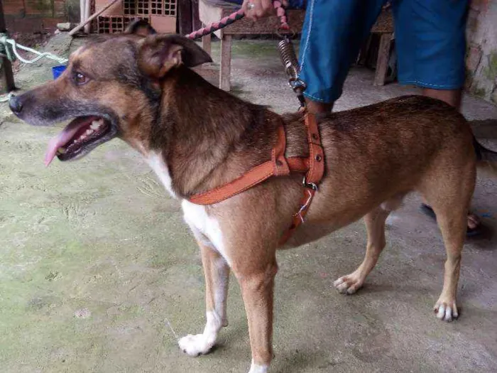 Cachorro ra a Misturado idade 3 anos nome Sven