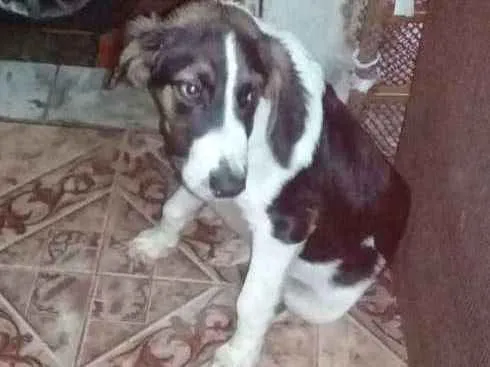 Cachorro ra a Não sei idade 2 a 6 meses nome Valentin valente