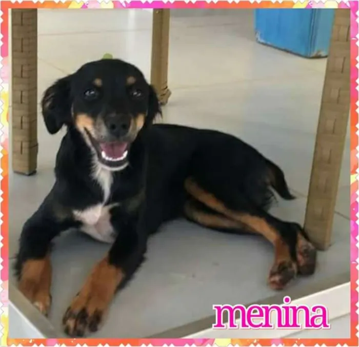 Cachorro ra a não definida idade 7 a 11 meses nome sua escolha