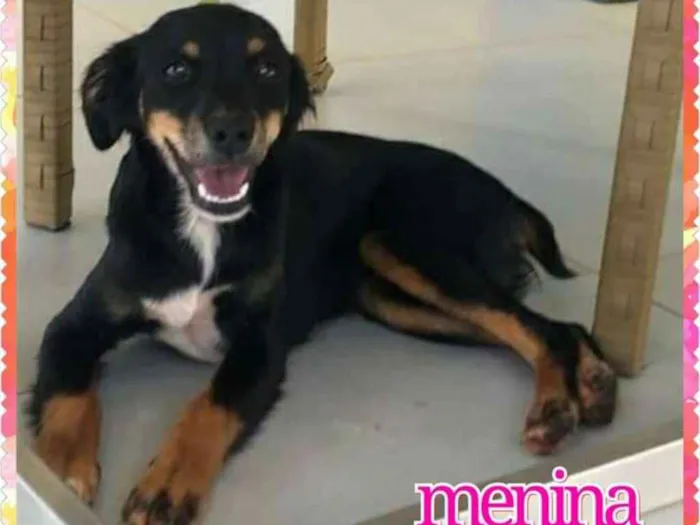 Cachorro ra a não definida idade 7 a 11 meses nome sua escolha