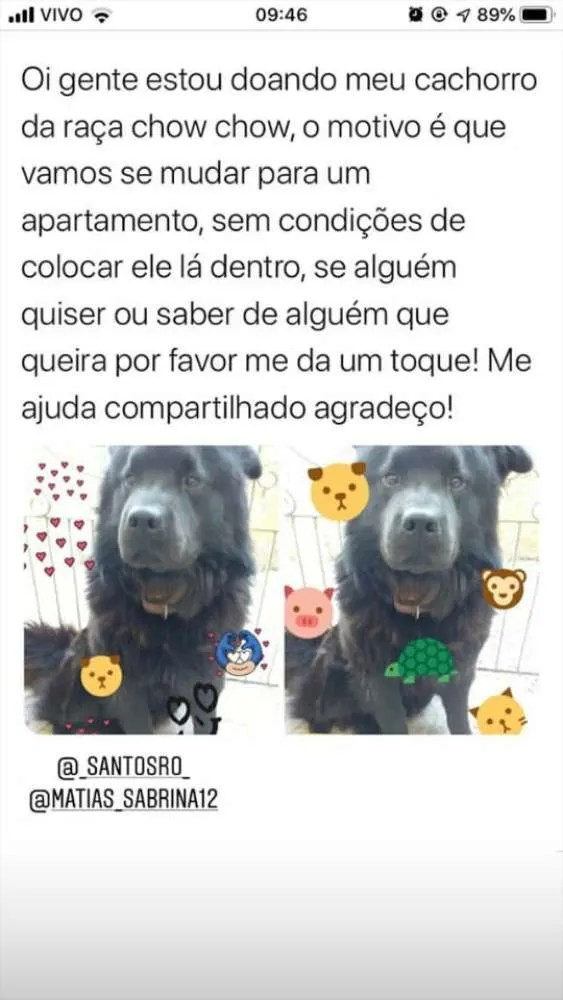 Cachorro ra a Chow chow idade 5 anos nome Rocambole 