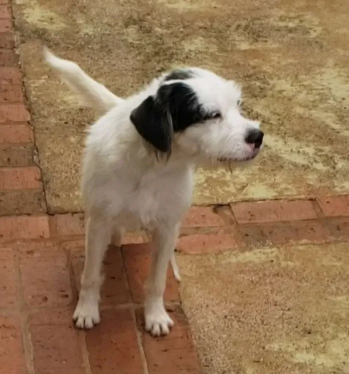 Cachorro raça Border Collie  idade 2 a 6 meses nome Stopinha 