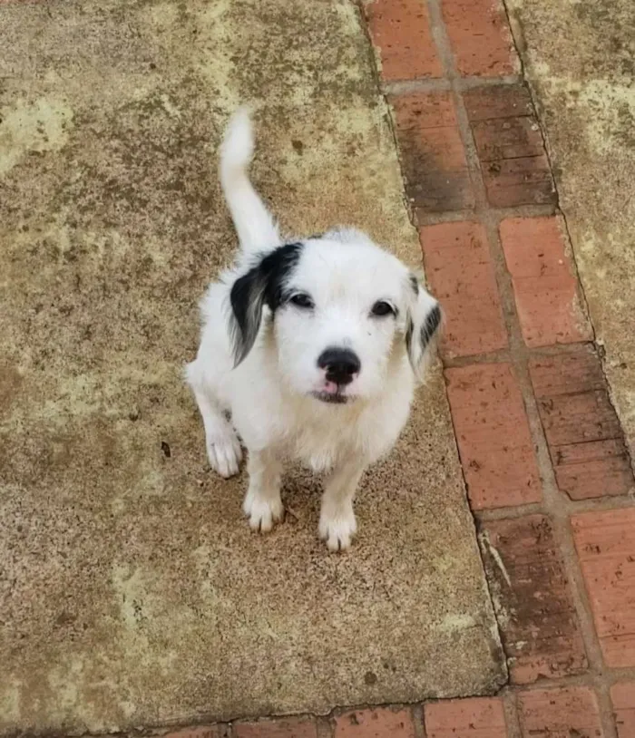 Cachorro raça Border Collie  idade 2 a 6 meses nome Stopinha 
