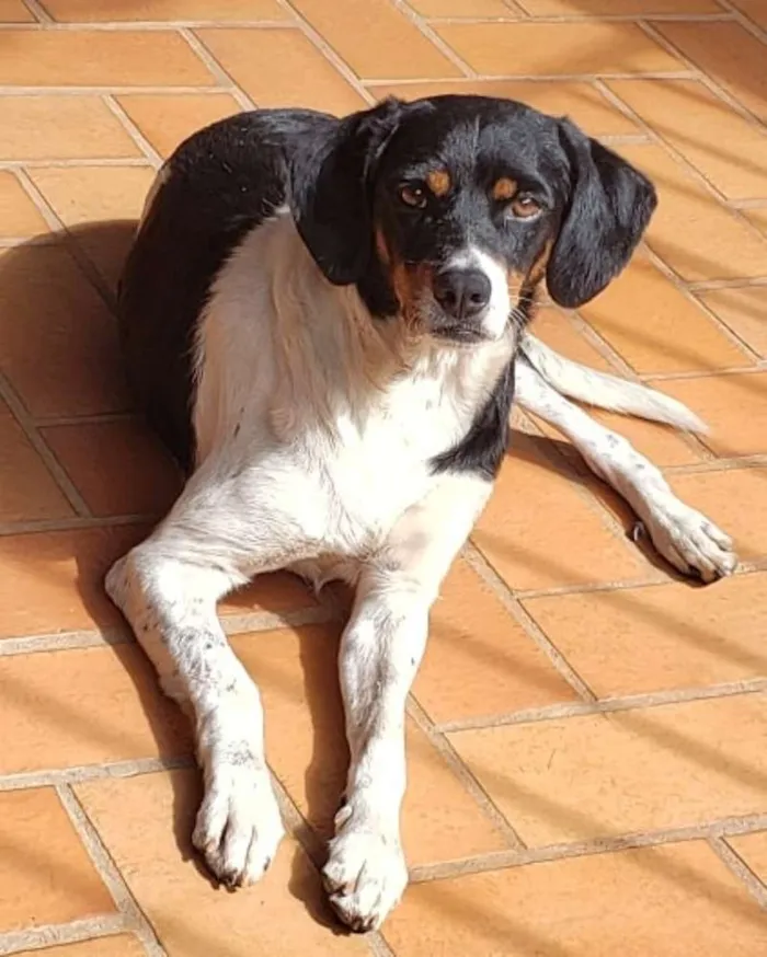 Cachorro raça A definir  idade 2 anos nome Cícero 