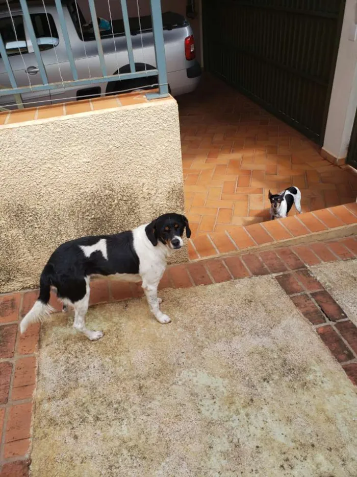 Cachorro raça A definir  idade 2 anos nome Cícero 