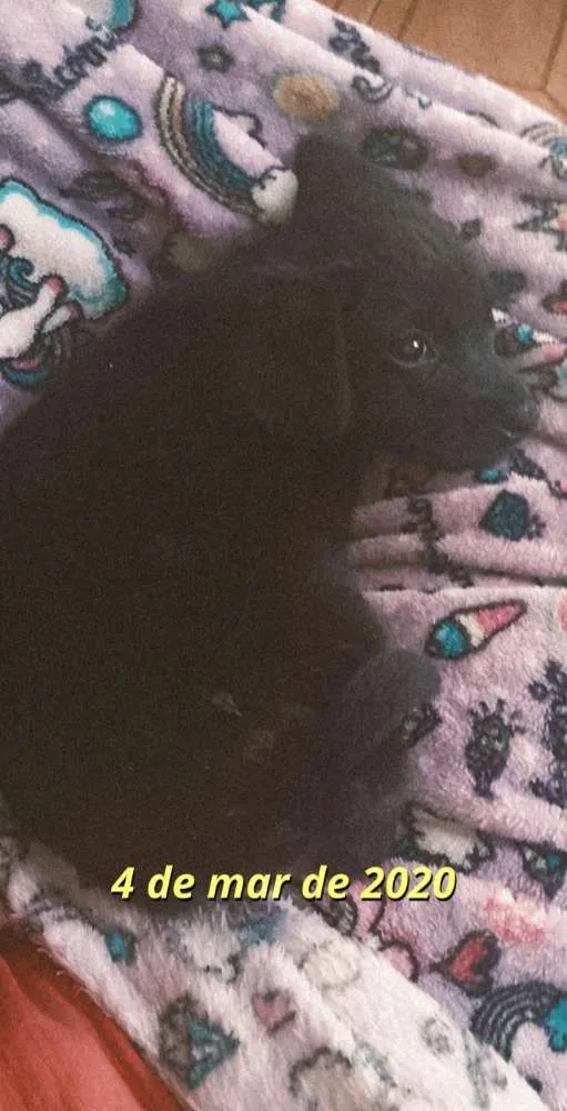 Cachorro raça SRD idade Abaixo de 2 meses nome Neguinha