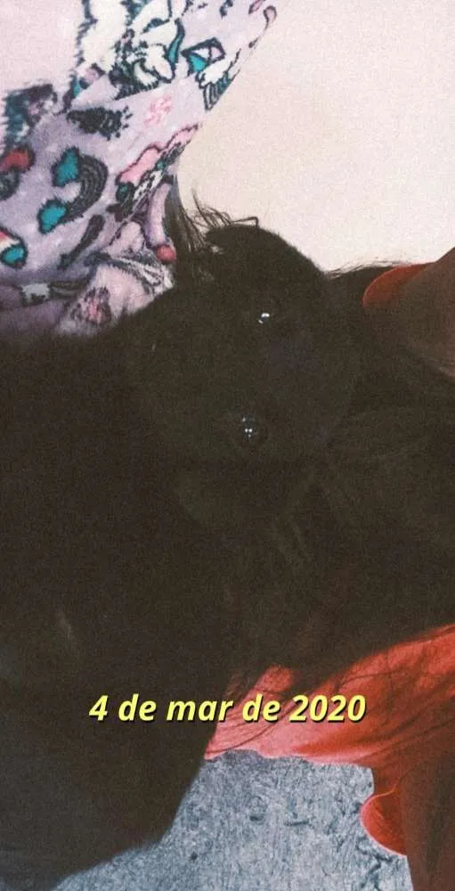 Cachorro raça SRD idade Abaixo de 2 meses nome Neguinha