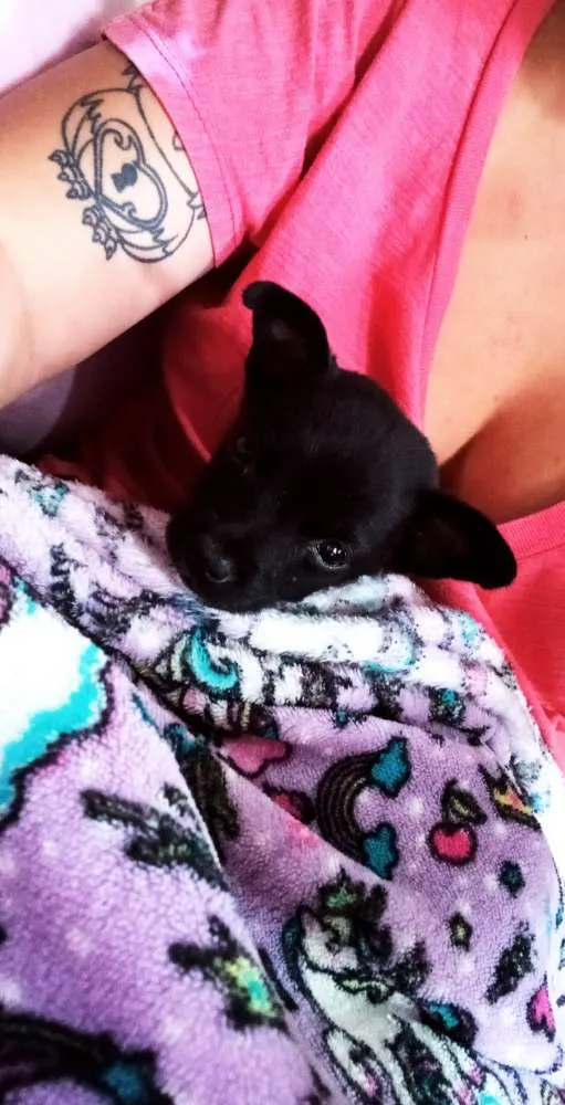 Cachorro raça SRD idade Abaixo de 2 meses nome Neguinha