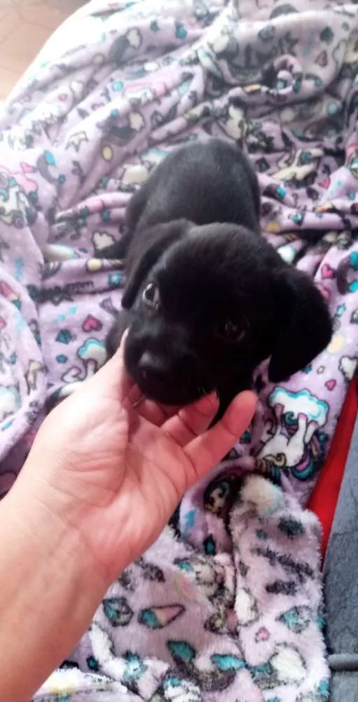 Cachorro raça SRD idade Abaixo de 2 meses nome Neguinha