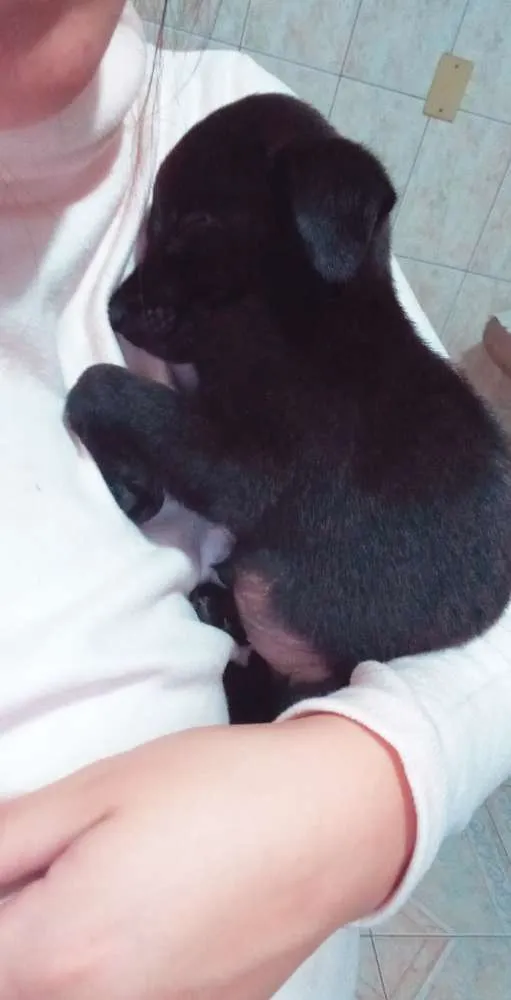 Cachorro raça SRD idade Abaixo de 2 meses nome Neguinha