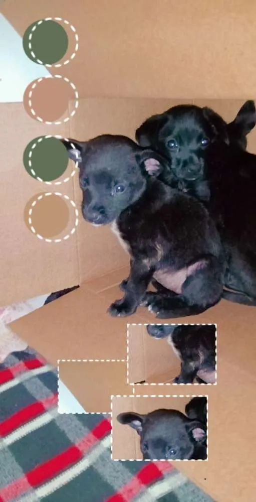 Cachorro raça SRD idade Abaixo de 2 meses nome Neguinha
