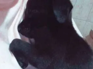 Cachorro raça SRD idade Abaixo de 2 meses nome Neguinha