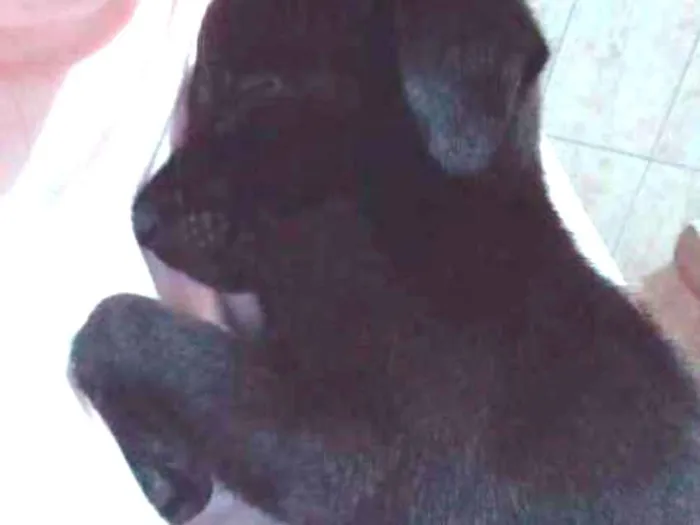 Cachorro raça SRD idade Abaixo de 2 meses nome Neguinha