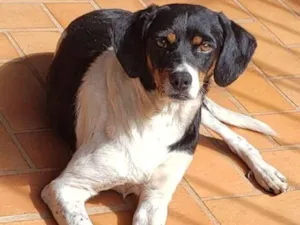 Cachorro raça A definir  idade 2 anos nome Cícero 