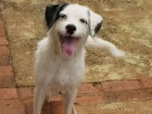 Cachorro raça Border Collie  idade 2 a 6 meses nome Stopinha 