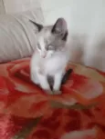 Nala