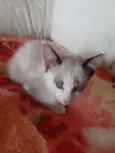 Nala