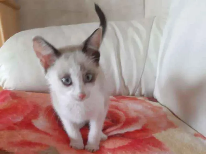 Gato ra a Sem Raça  idade 2 a 6 meses nome Nala